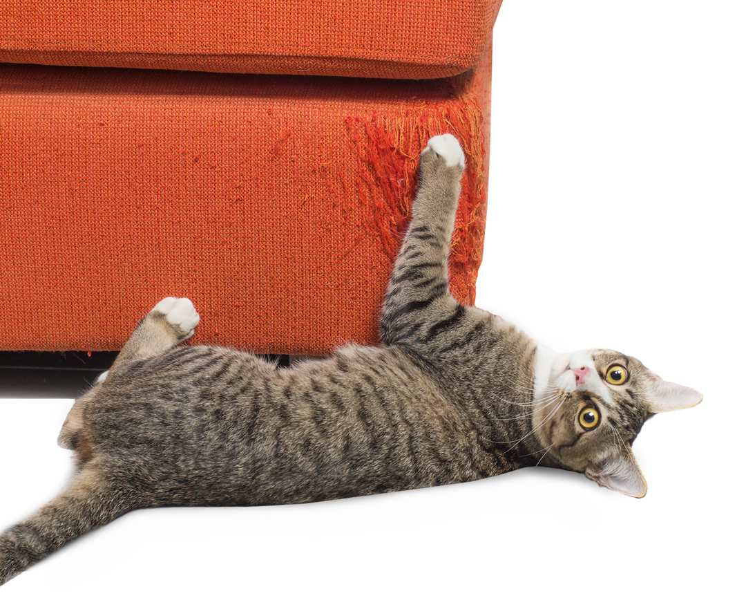 Cat scratching a red bed